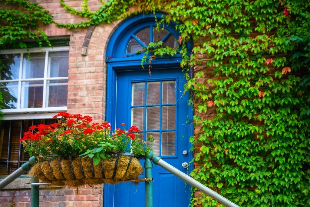 The blur door of an ivy encrusted brick builidng with red flowers out front in Beacon, NY.