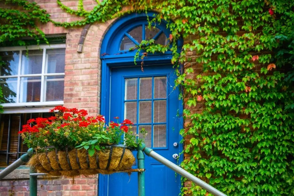 The blur door of an ivy encrusted brick builidng with red flowers out front in Beacon, NY. 