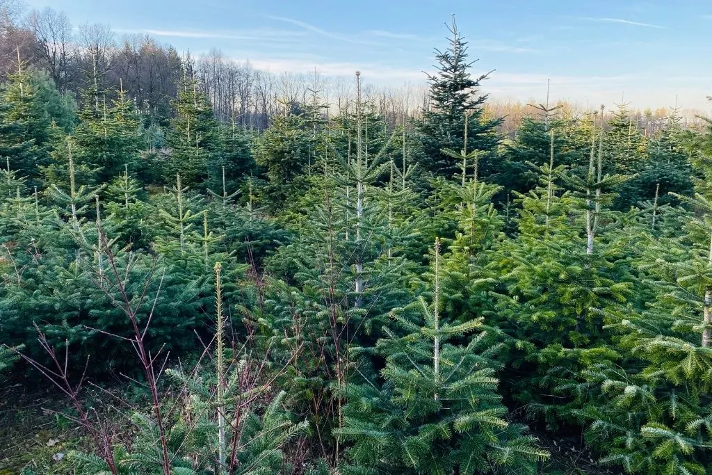 Peaceful grounds of a local Christmas tree farm. 