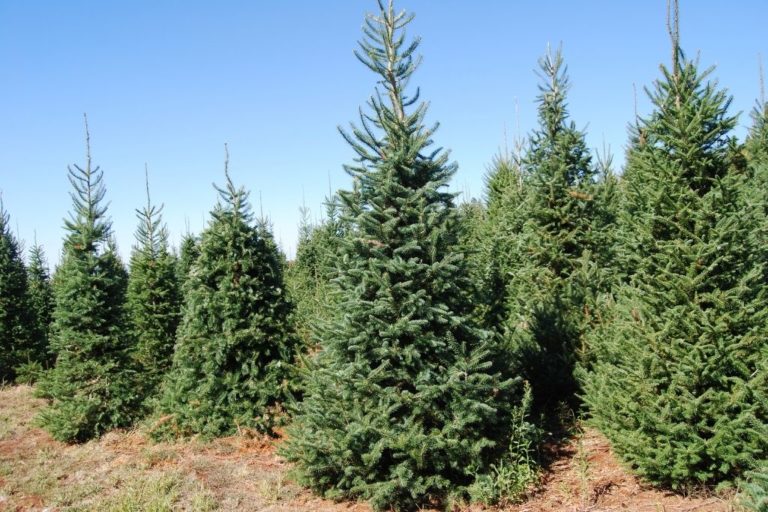 18 Best Christmas Tree Farms in New York State A Local Guide