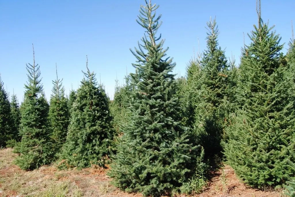Christmas trees growing outside at one of the best Christmas tree famrs in New York state. 