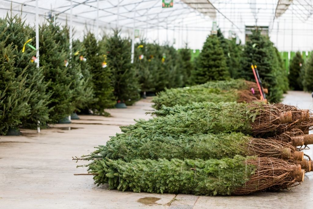 Pre-cut trees sitting inside a green house at a local Christmas tree farm. 