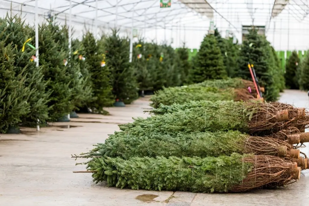 Pre-cut trees sitting inside a green house at a local Christmas tree farm. 