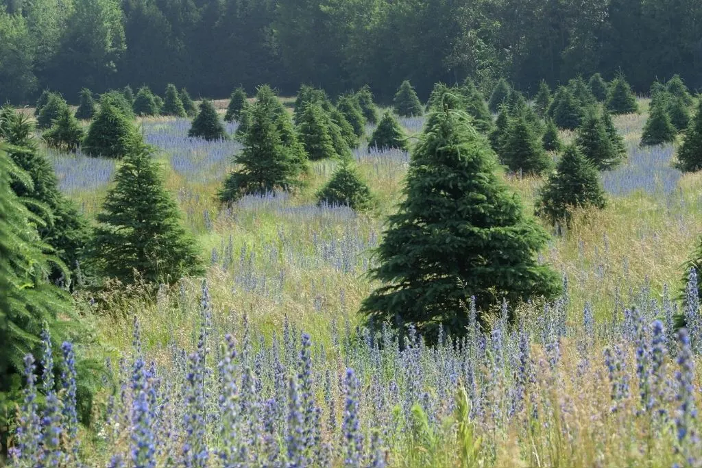 Christmas tree field filled with lavender flowers and the forest in the background.