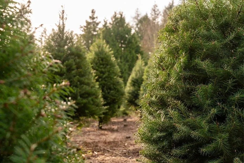 Pine trees growing outside on a tree farm in new York. 