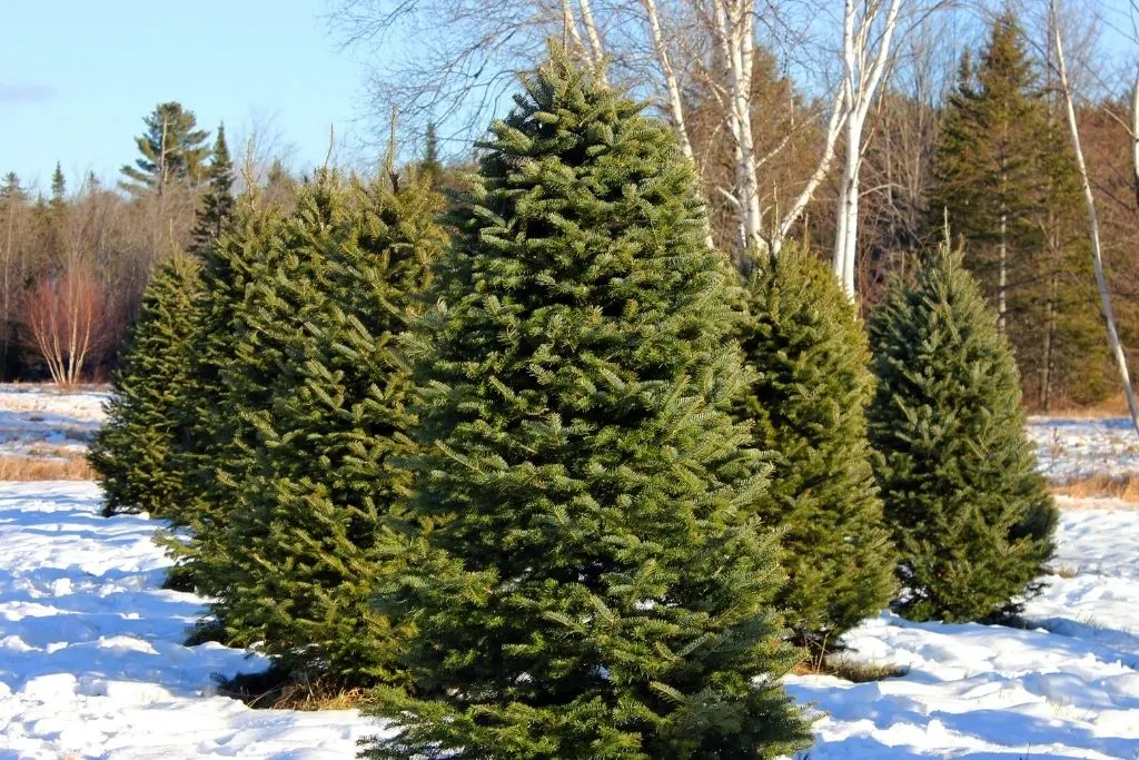 Evergreen trees on a Christmas tree farm with snow on the ground. 