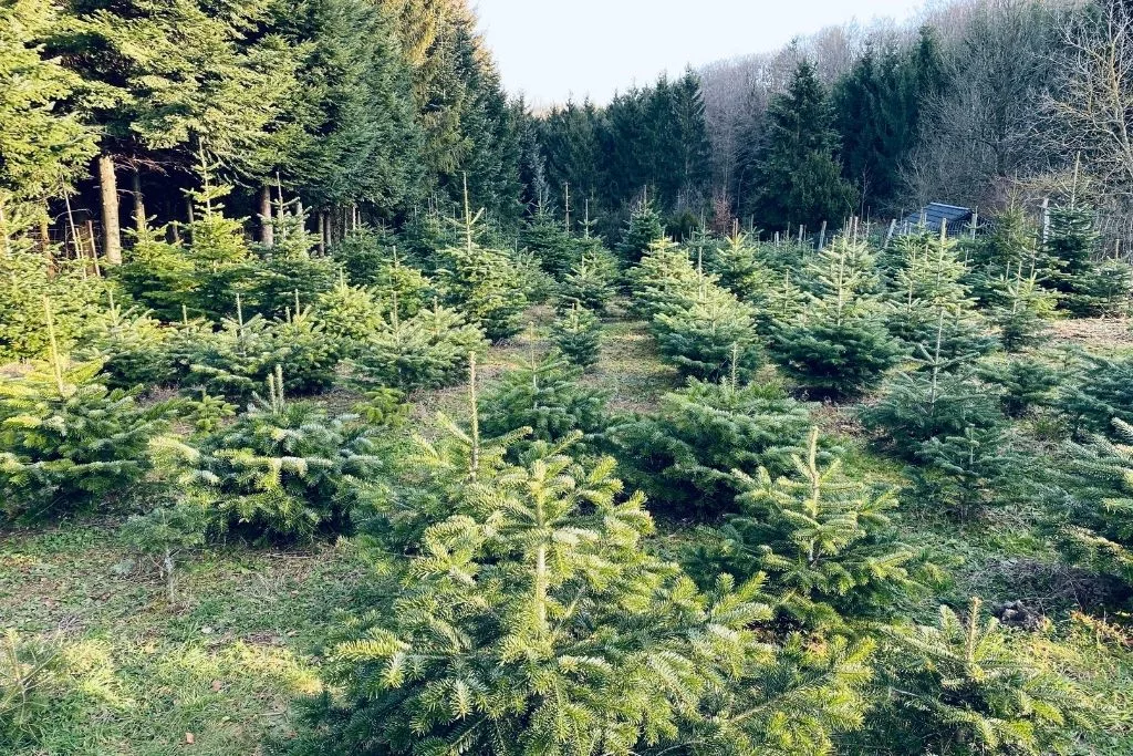 Young trees growing in a field on a Christmas tree farm.