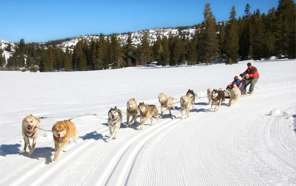 Huskies pulling a sled and their musher through the snow in an evergreen forest. 