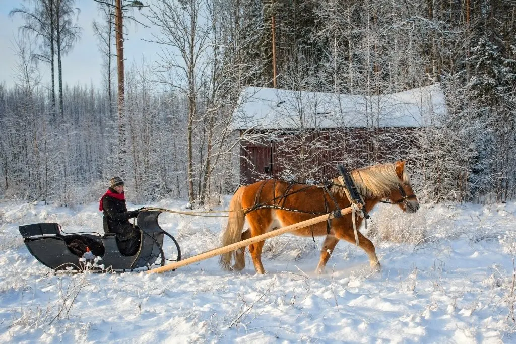 A view of a brown horse pulling a sleigh through the snow with a shed in the background in Lake Placid. 