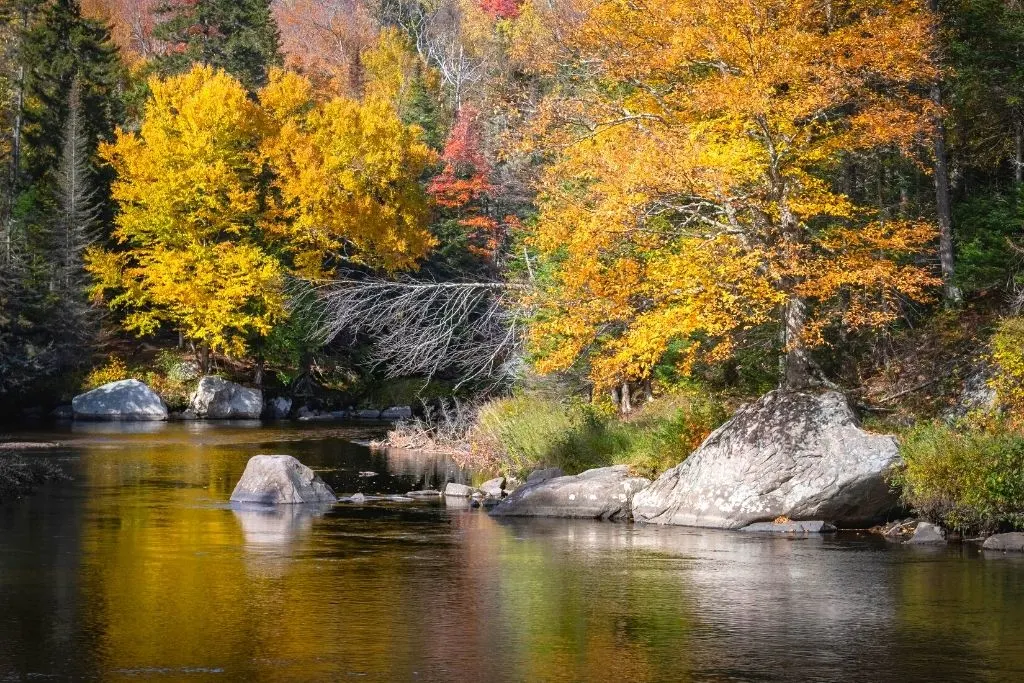 Fall foliage along a stream in Lake Placid, NY. 