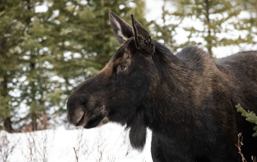 Close up of a moose in the winter. 