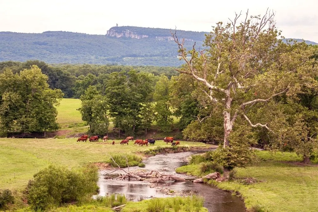 Cows grazing on a local farm in New Paltz, New York. 