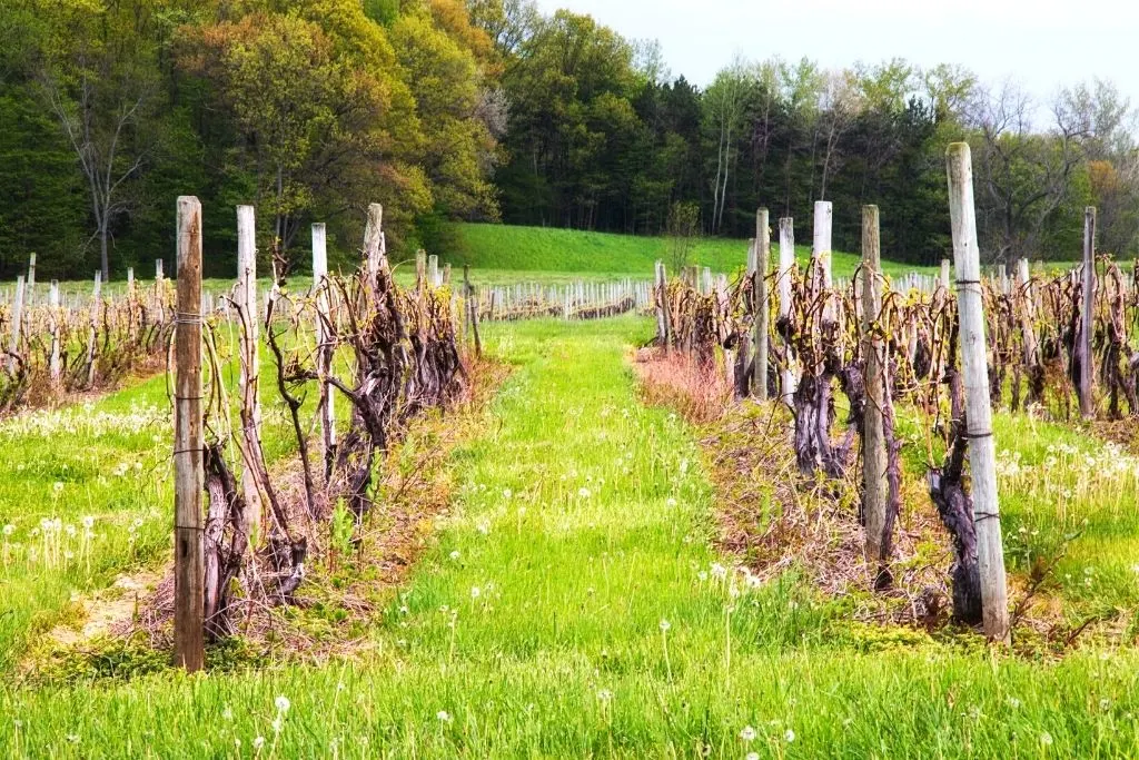 Rows of grapes at a vineyard in New York. 