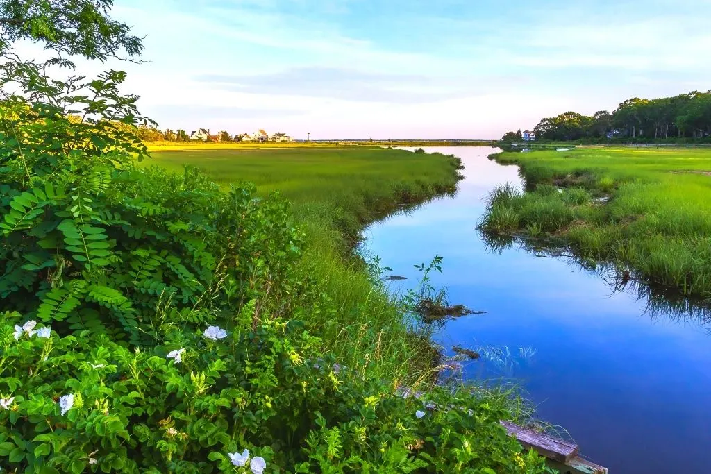 Natural wetlands in new York. 