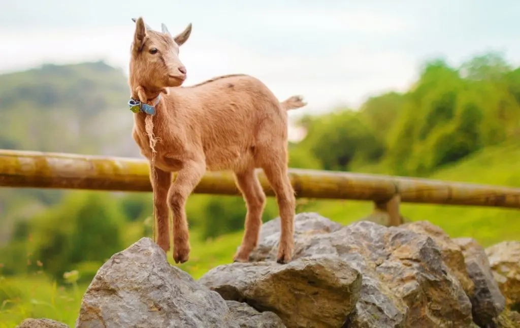 Brown baby goat standing on a rock with a blue collar. 