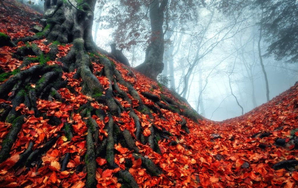 Vibrant fall foliage amongst spooky trees in a park in Sleepy Hollow, NY.