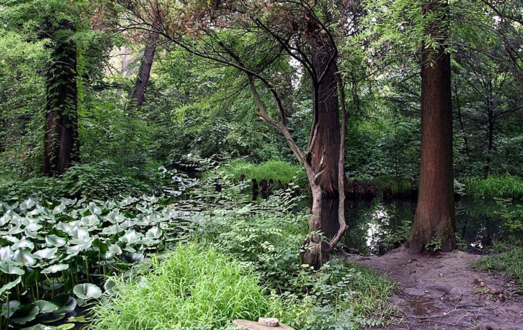 Forest in the Catskills