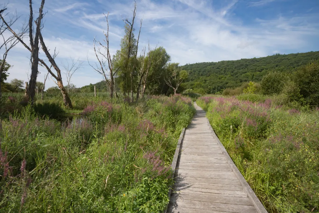 Section of the Appalachian Trail boardwalk in Pawling, New York.
