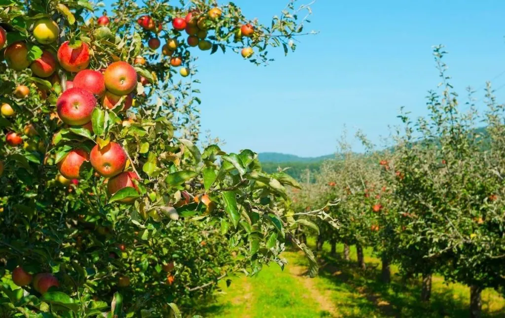 One of the top things to do in Geneva NY is visit an apple orchard like this one.