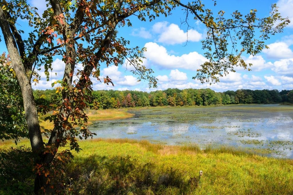 View of a pond near the Jamestown Audubon Sanctuary and Center. 