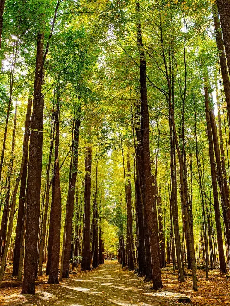 Tall trees and vibrant fall foliage in Saratoga Spa State Park. This place has some of the best hot springs in NY.