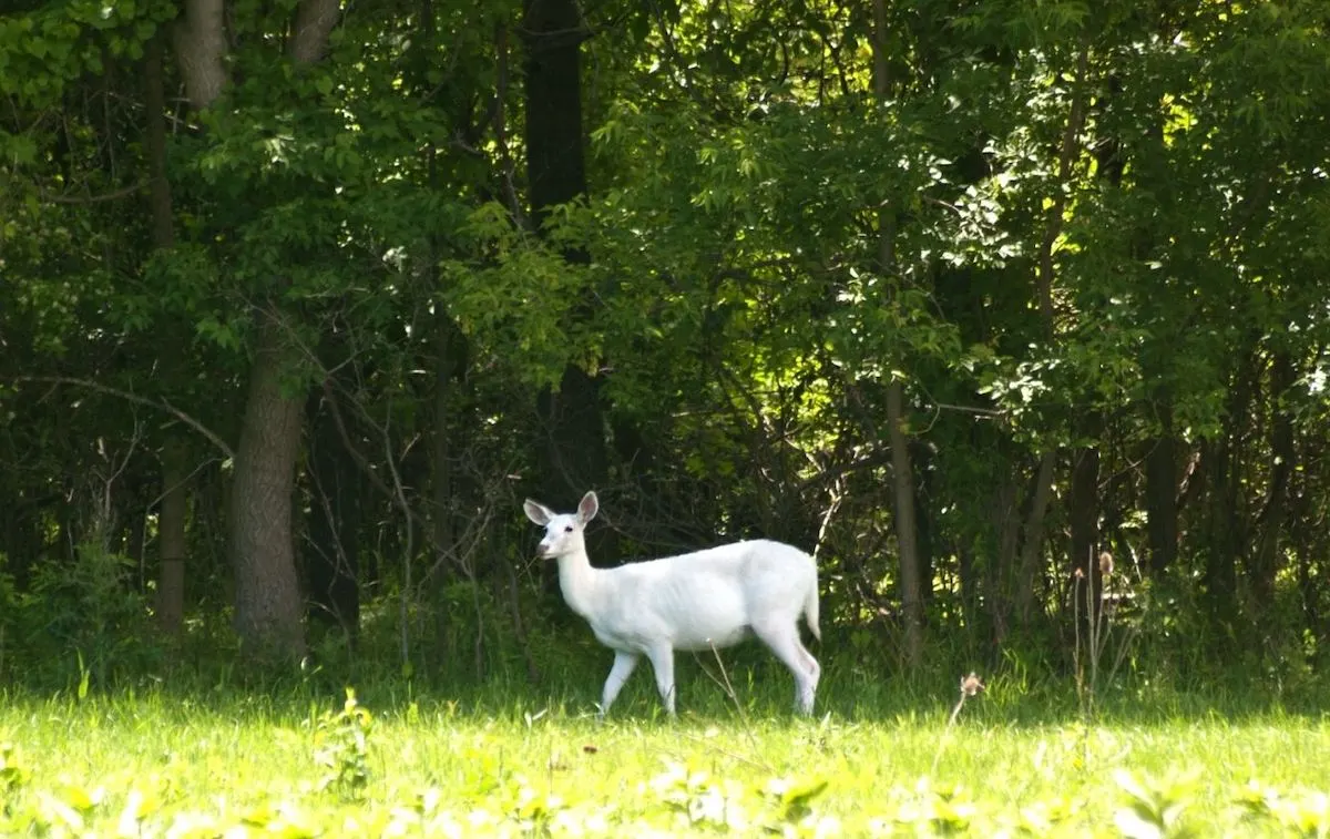 Seneca White Deer walking on the grounds of a park and seeing one is one of the top things to do in Geneva NY. 