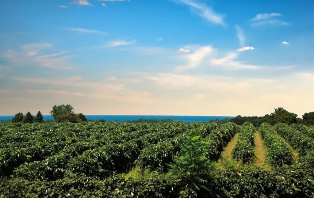 Grape vineyards at one of the best Seneca Lake wineries.