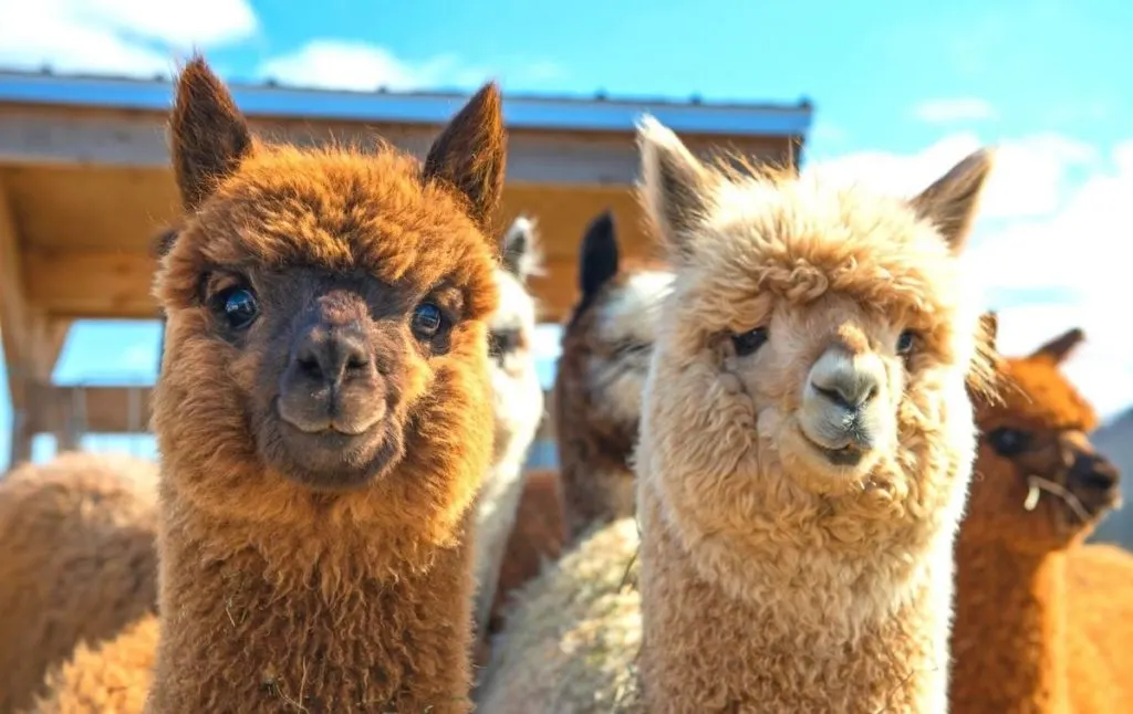 Alpacas on a farm. 