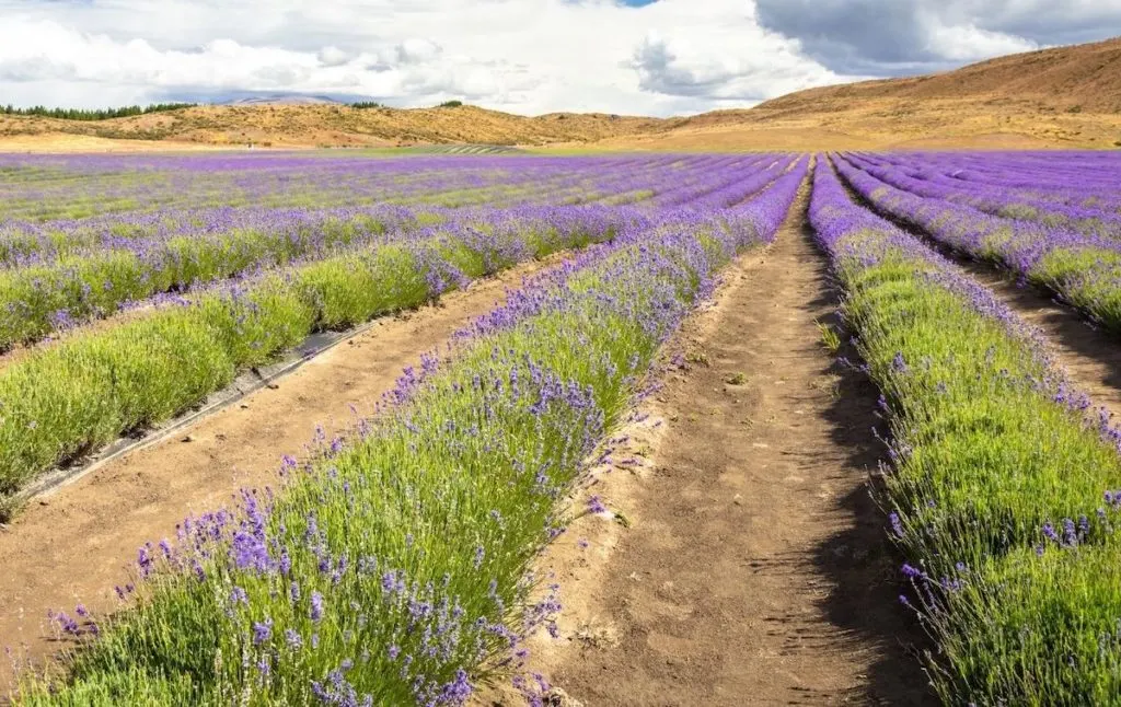 The beautiful Lavender Fields New York has to offer.  