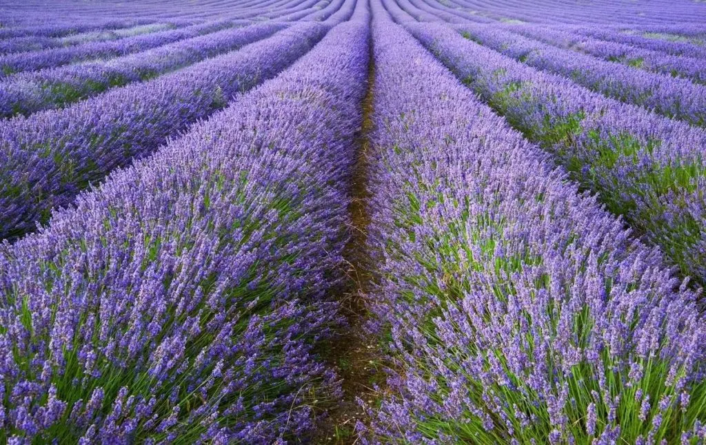View of best Lavender fields New York