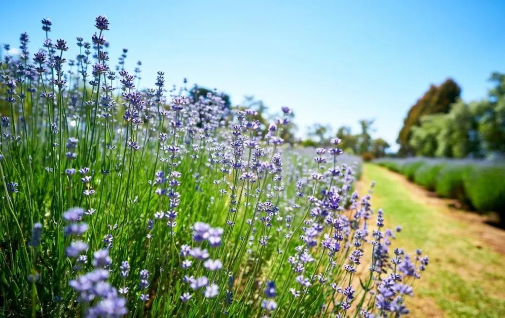 Best lavender fields New Jersey. 