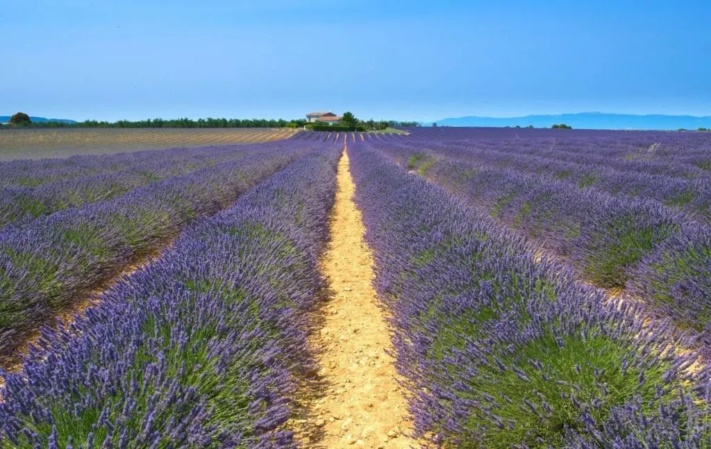 Lavender Fields New Jersey.