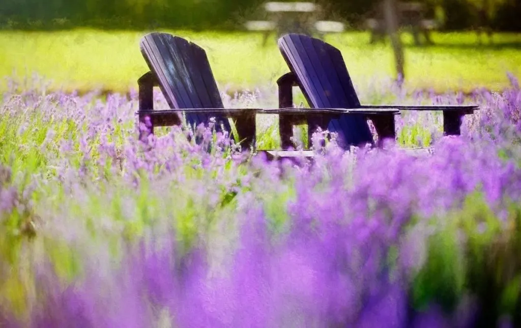 lavender fields in the Adirondacks. 