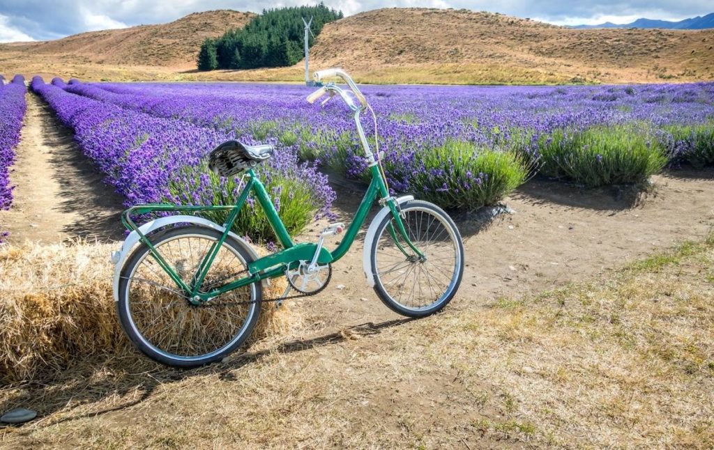 best lavender fields in New York with a vintage green bike sitting in front of them