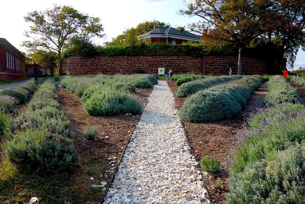 Lavender field on Governors Island and best New York lavender fields. 