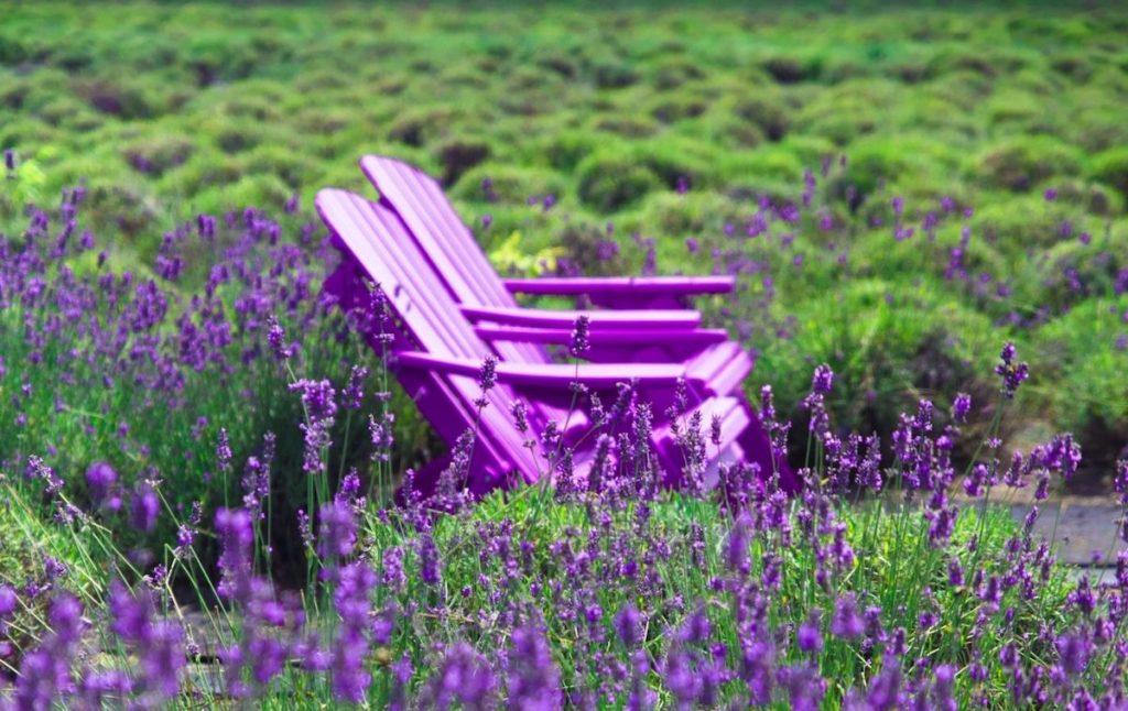 Adirondack chairs in one of the best lavender fields in New York. 