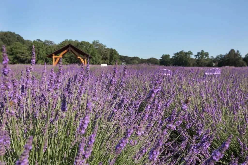 Best Lavender Fields Long Island at Lavender by the Bay. 