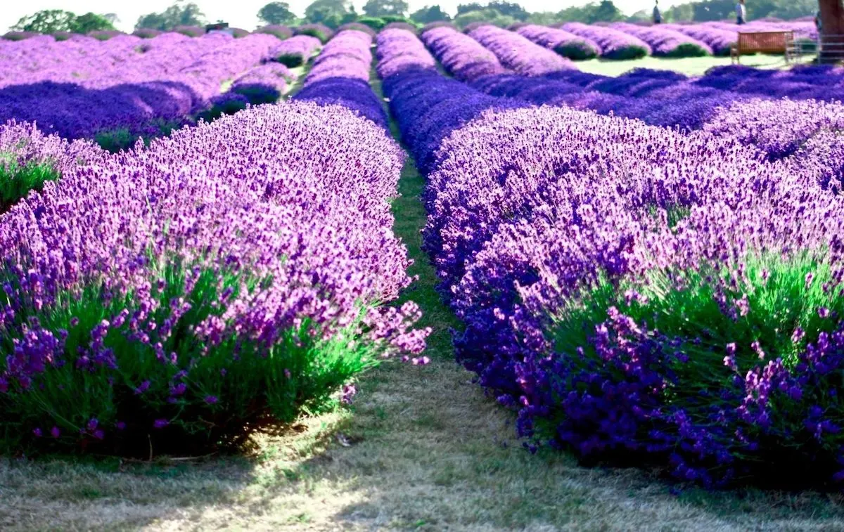 Best Lavender Fields New Jersey has to offer at Orchard View Lavender Farm.