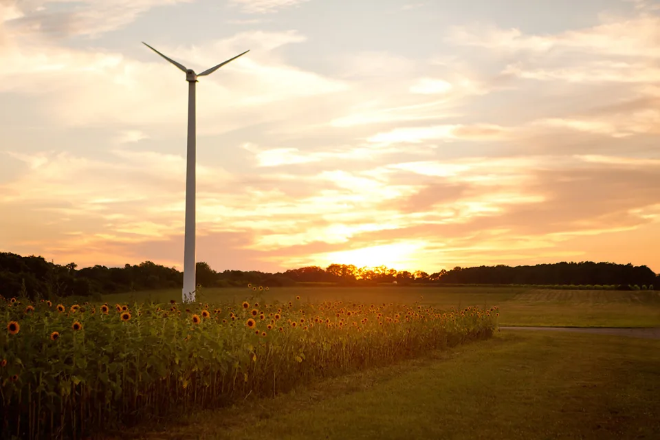 A wind turbine sits out in a sunflower field as the sun sets at Pindar Vineyards, one of the best vineyards in Long Island. 