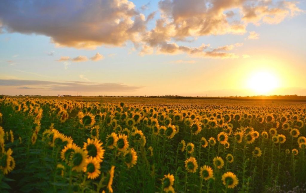 Sun setting over one of the best sunflower fields on Long Island. 