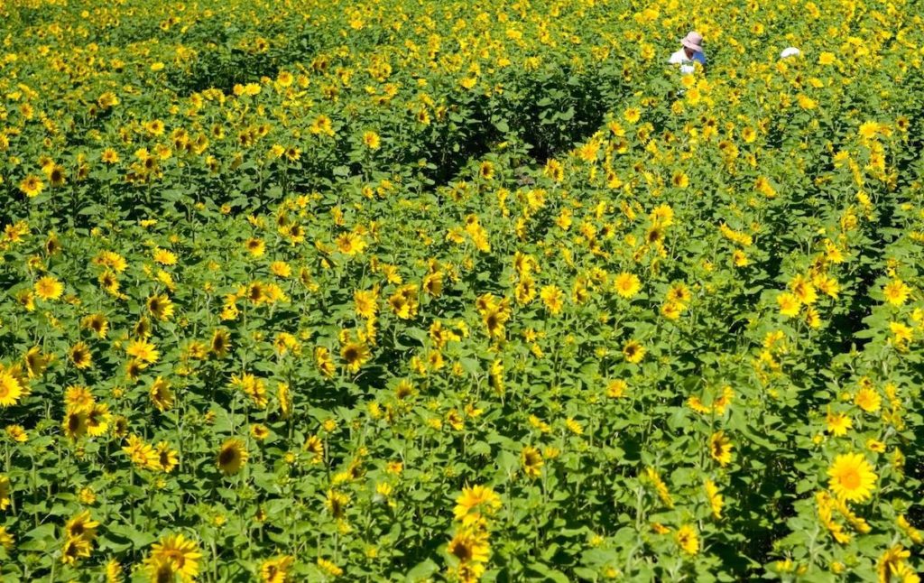 People working on one of the best sunflower fields in Long Island. 