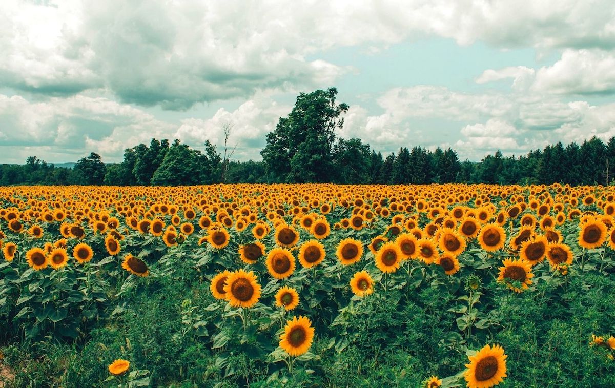 Best sunflower field on Long island