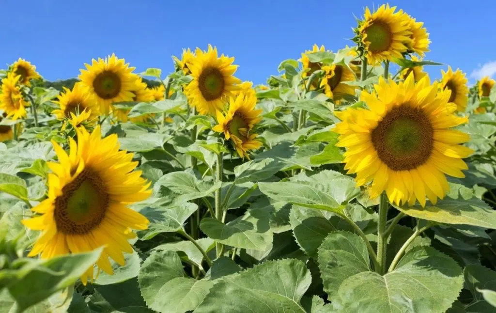 Sunflowers in one of the best sunflower fields in New York. 