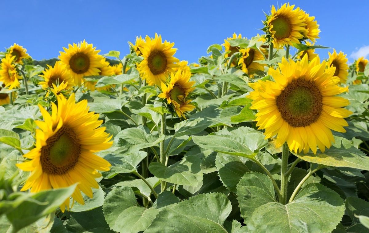 15 Best Sunflower Fields in New York with Secret Local Tips
