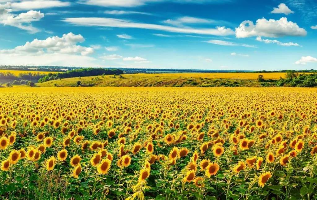 Aerial view of the best sunflower farms in New York