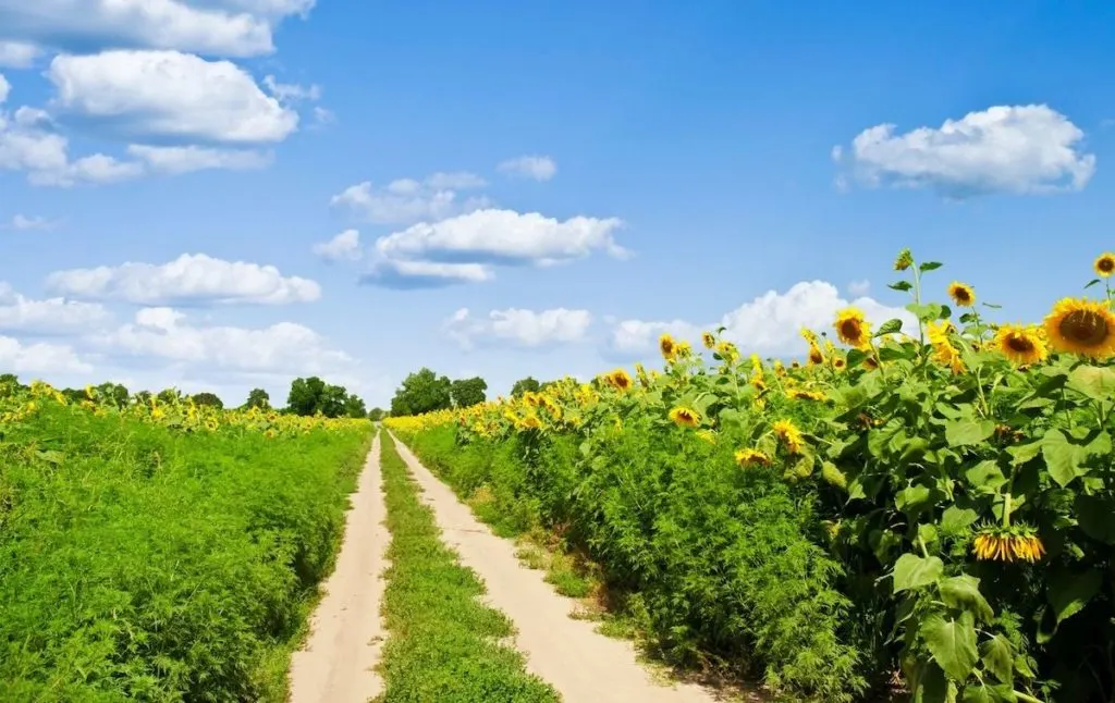 Dirt road beside one of the best sunflower fields in New York. 