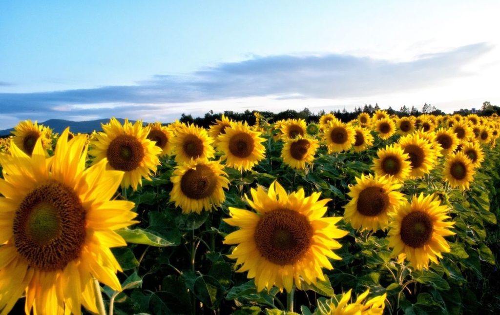 Field of sunflowers at dusk in on one of the sunflower farms in New York. 