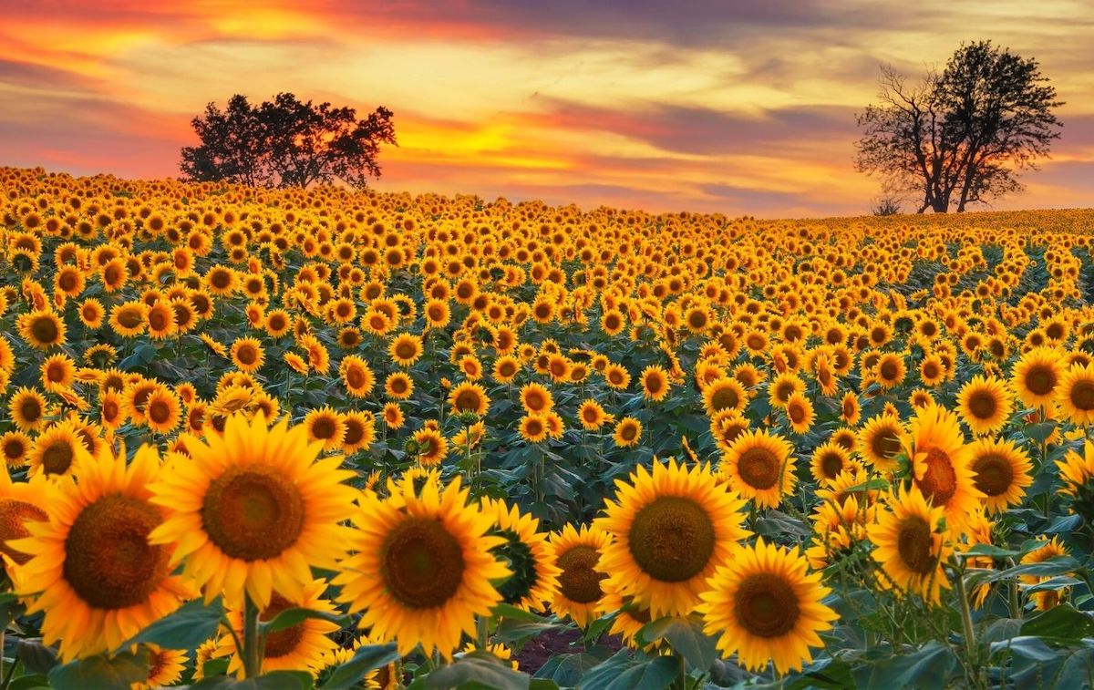 One of the best sunflower fields in Long Island at dusk.