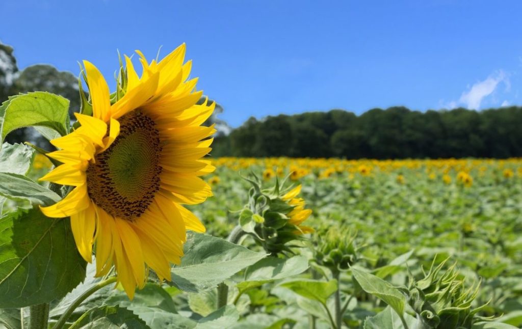 Up close shot of a sunflower on one of the best sunflower farms in New York. 