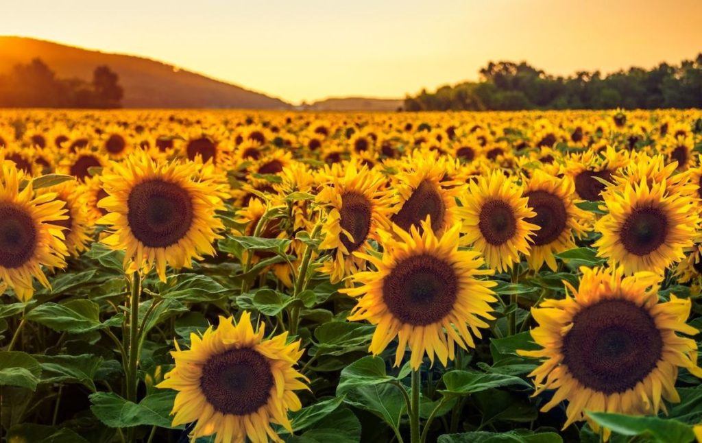 Dusk at one of the top sunflower farms in New York. 